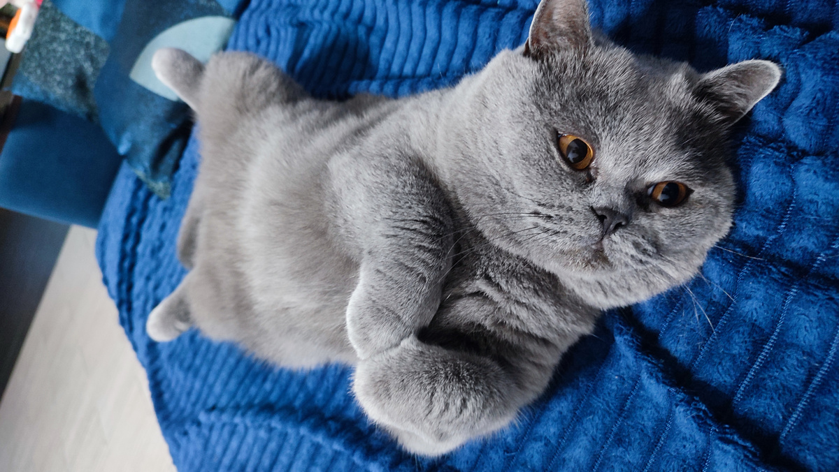 Зайчик Мартин пришёл утром ко мне, чтобы его погладили