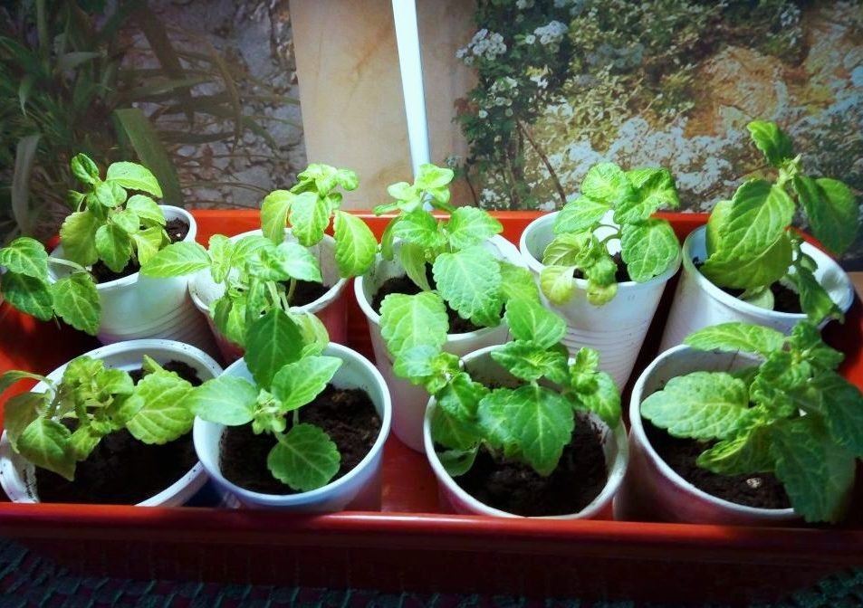 Фото из личного архива автора.