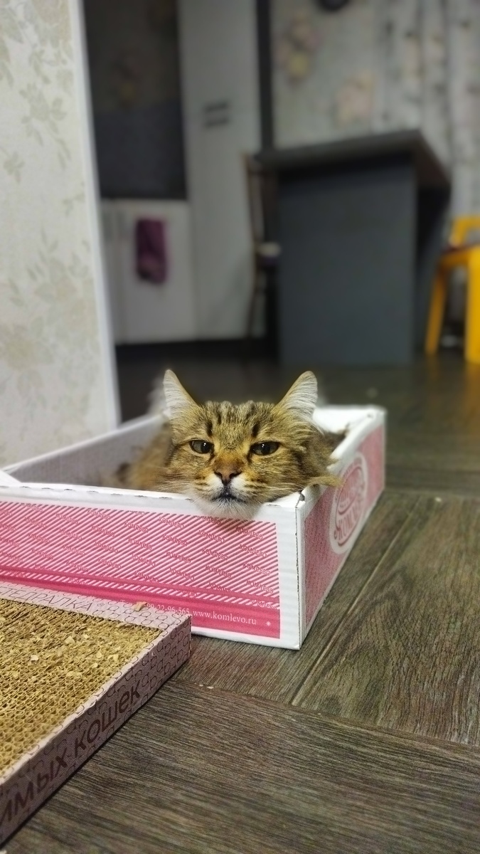 как все коты любил коробки