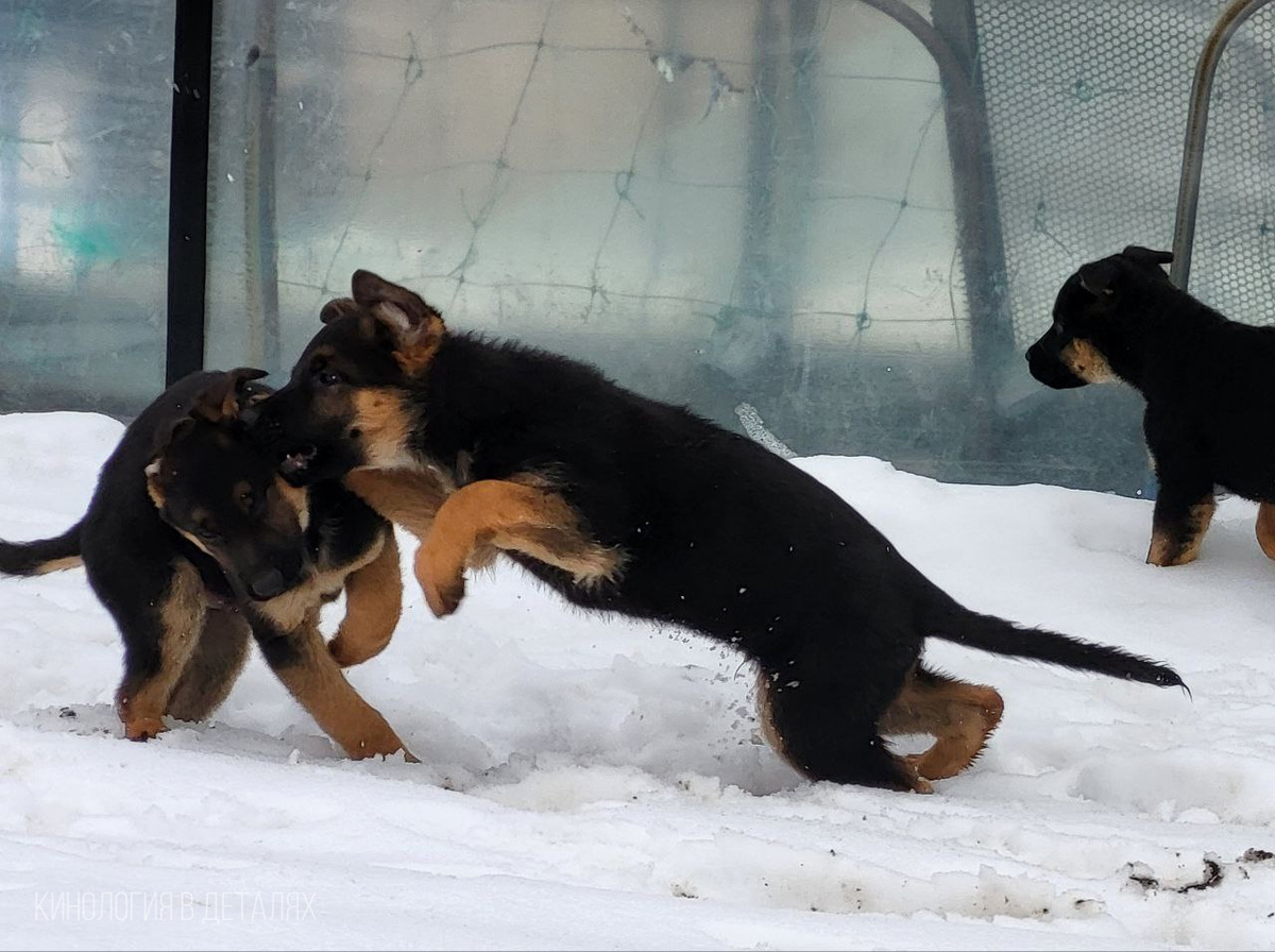 Щенки АРТ РАЕН'С Ясписа (по домашнему Беркут) и Иль-Мары
