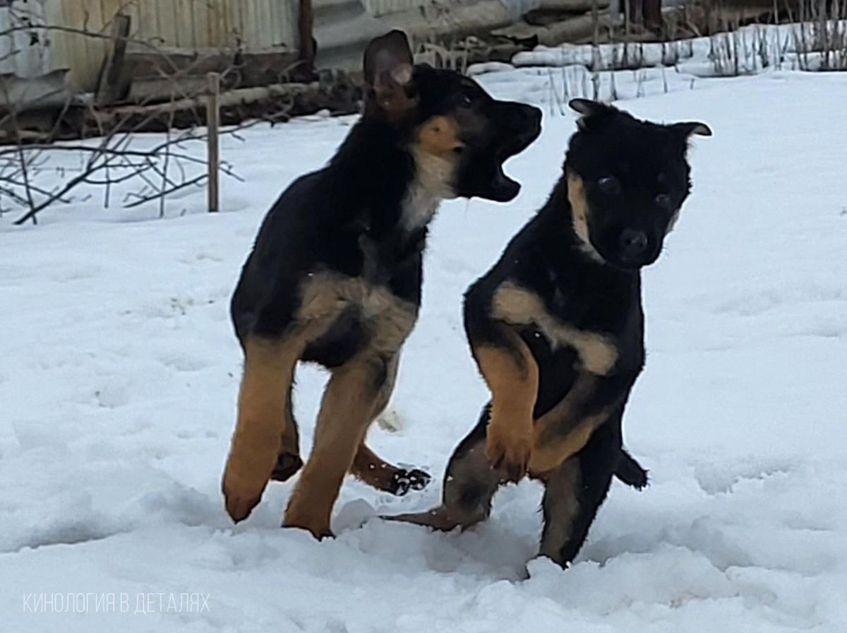 Щенки АРТ РАЕН'С Ясписа (по домашнему Беркут) и Иль-Мары