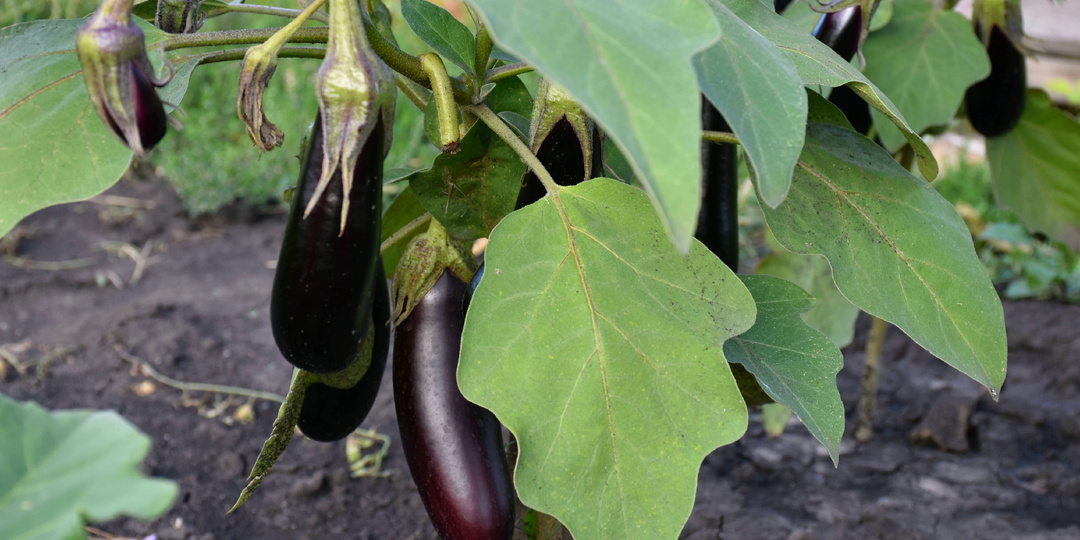 "Готовим лунки под посадку баклажан": делюсь любимой подкормкой (рассада быстрее приживется и тронется в рост)