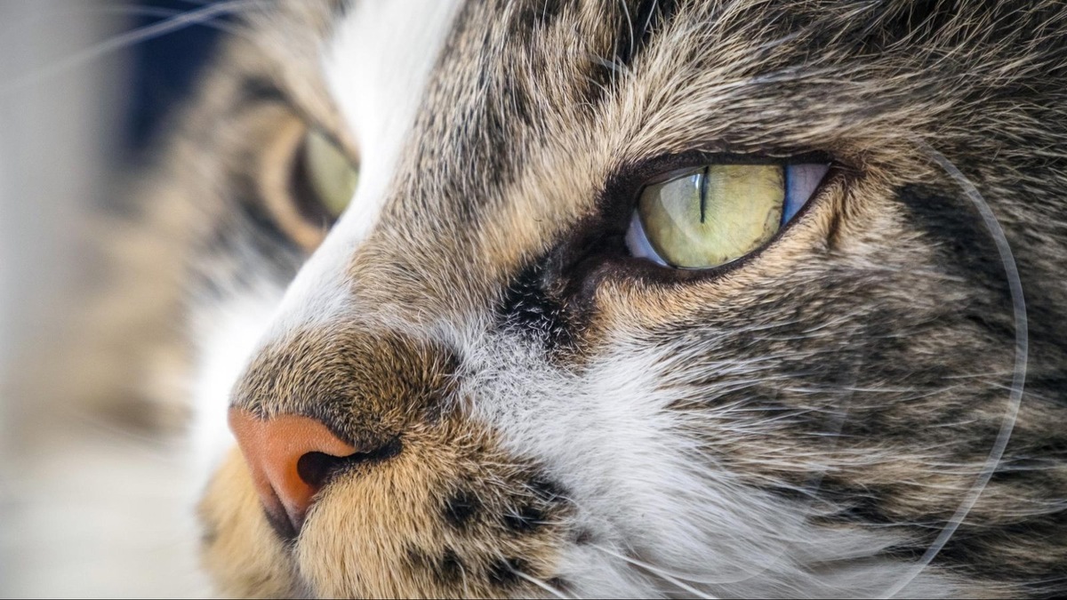    При ярком свете зрачки кошки становятся полностью вертикальными.