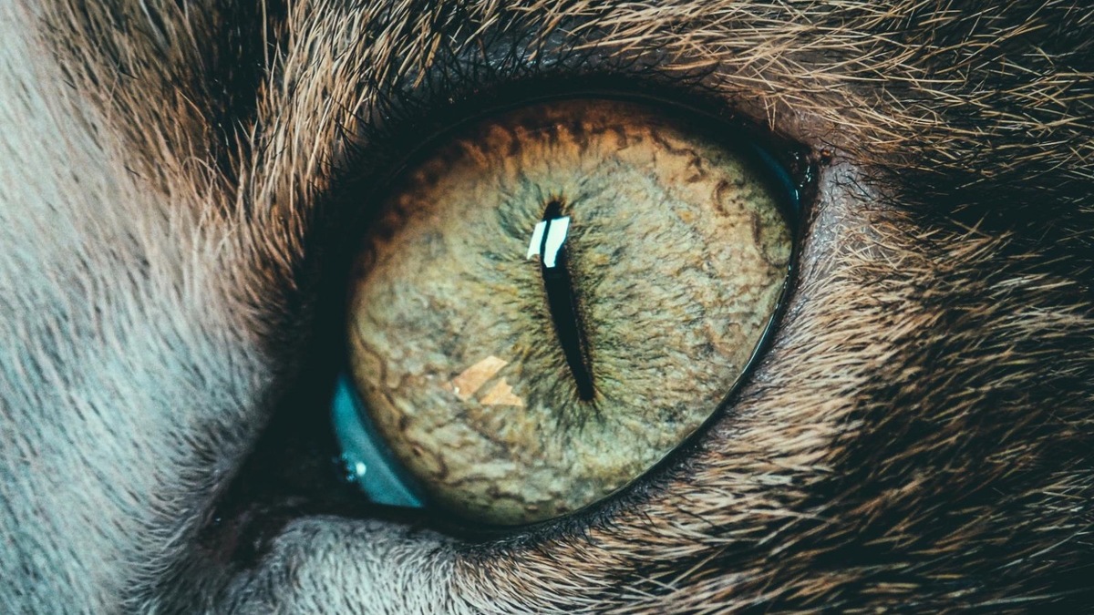    Такие зрачки помогают маскироваться и оставаться незамеченным для других хищников или добычи.