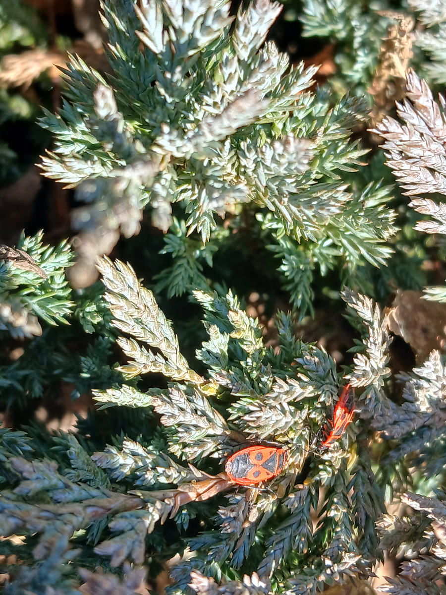 Греется на солнце