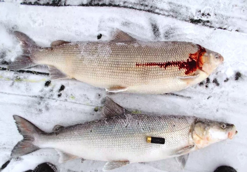 с открытых источников