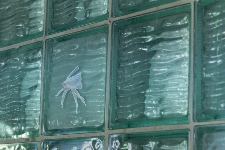 Воплощение работы в мужском отделении радиорыб. «Ирисовый пыльцеед», 2025. Пленка, клеевой слой, подложка. 10 х 9 см. предоставлено Наилей Айзатулловой