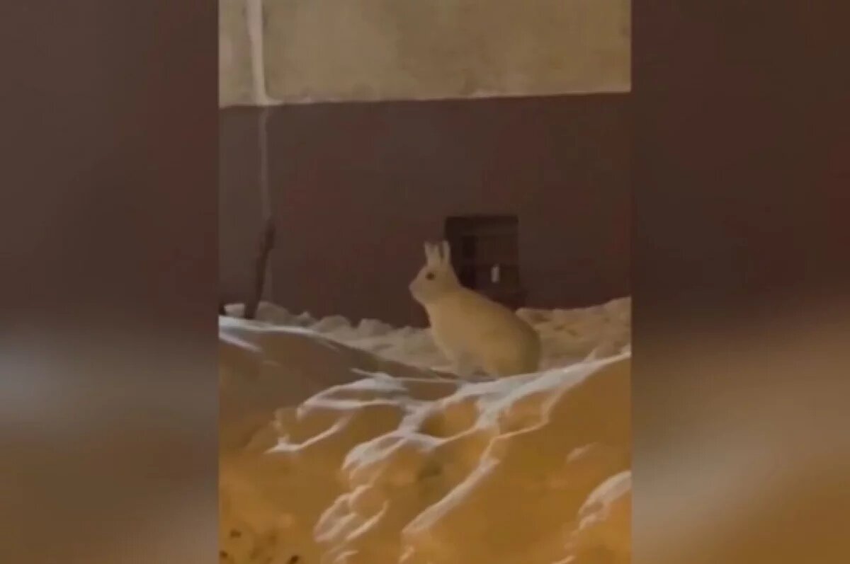    Крупного зайца заметили ночью во дворе на Шлюзе в Новосибирске