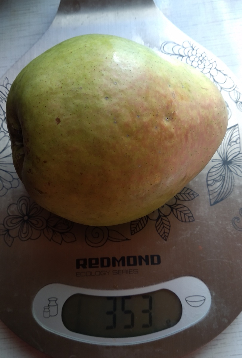 Самый крупный экземпляр урожая 2024 г.