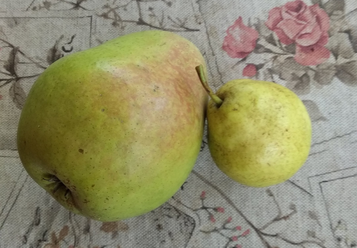 Сравнение размера груш - Памяти Яковлева и Память Анзина.