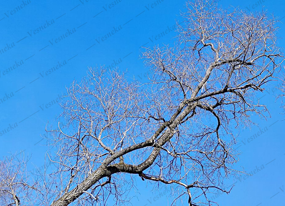 Фото автора. 8 марта 2025 г.