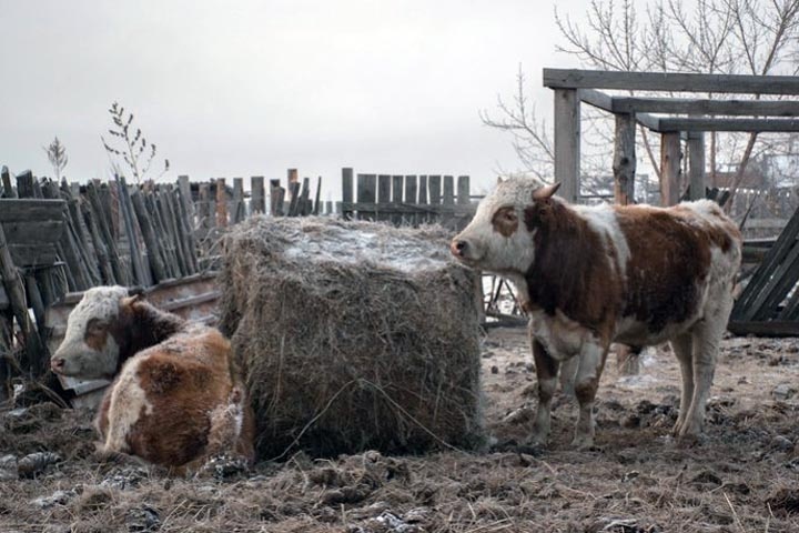 Стоп-кадр ТВ7
