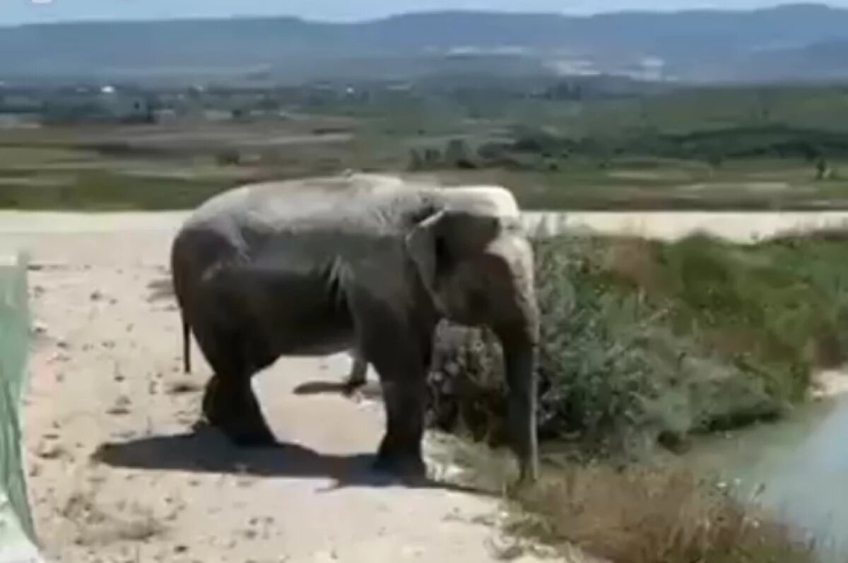    В зоопарке «Тайган» умерла спасенная цирковая слониха Джени