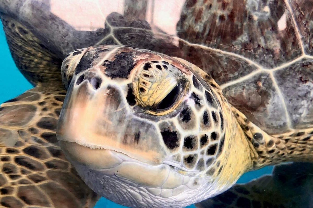     Черепахи научились приспосабливаться к теплеющему морю