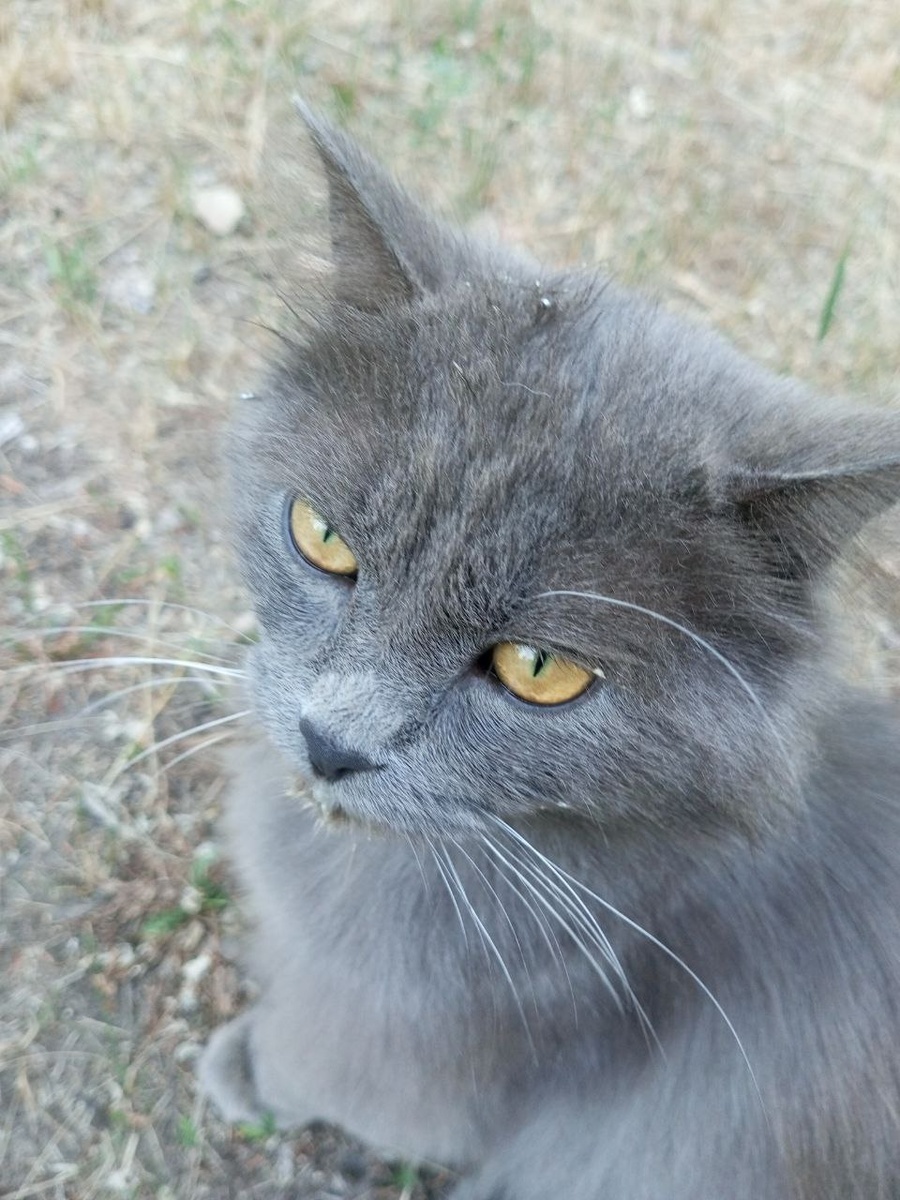  Жорж поемши..