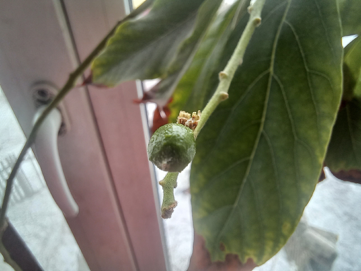 Завязь на авокадо 