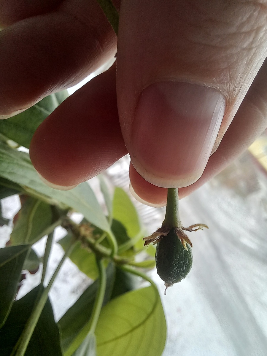 И ещё один плодик))