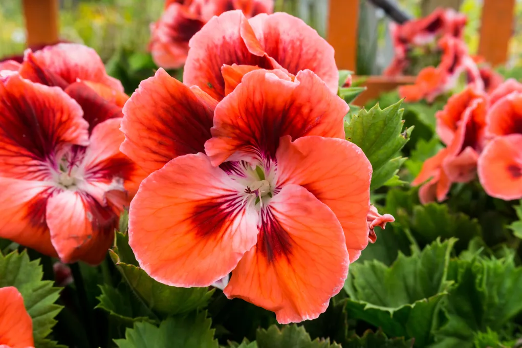 Фото из интернета. 