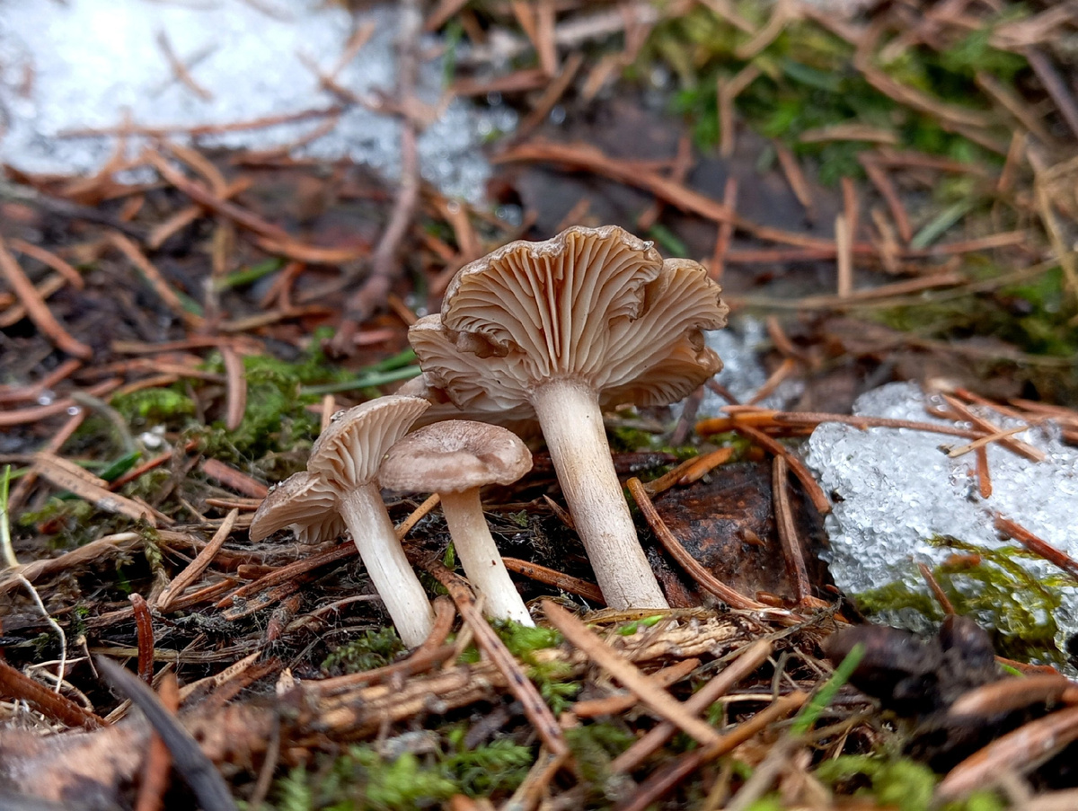 Говорушка снежная/Rhizocybe pruinosa 10.03.2025. Фото Станислава Кривошеева. 10 марта - СПб (Приморский район)