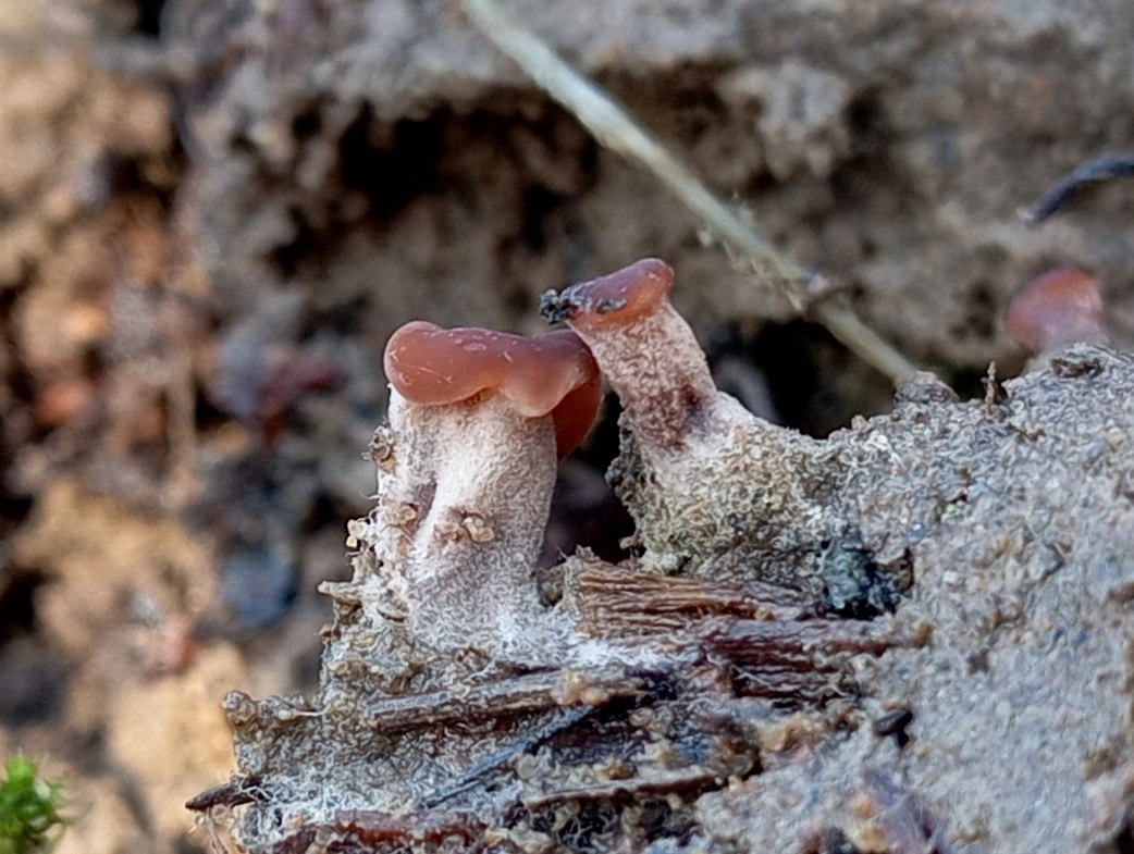 7 марта 2025 - Всеволожский район, Строчок обыкновенный/Gyromitra esculenta, Фото Станислава Кривошеева