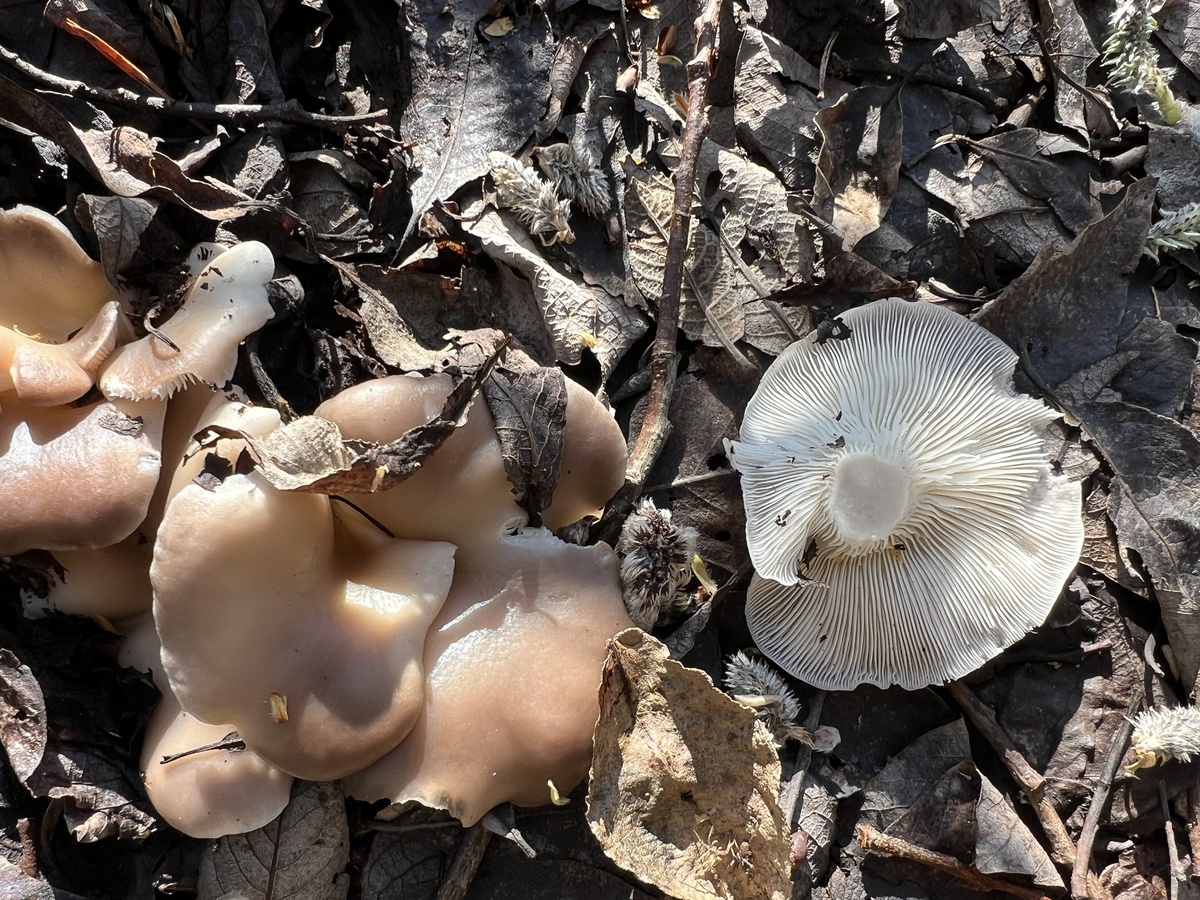 Говорушка синопская (Bonomyces sinopicus). Фото автора 14 апреля 2024