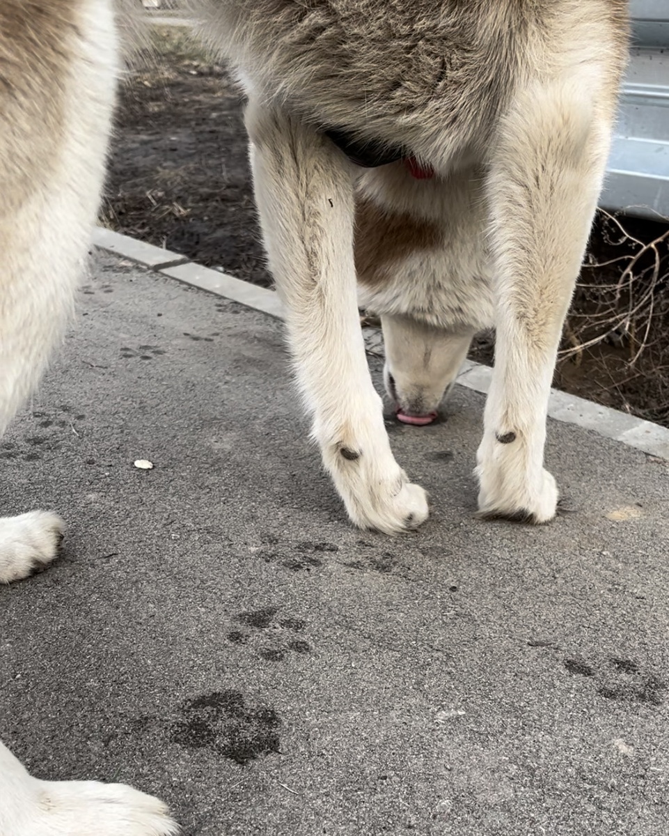 Разрешаю Алтаю подлизывать