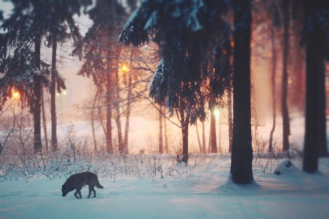 Иллюстрация из открытого доступа. 