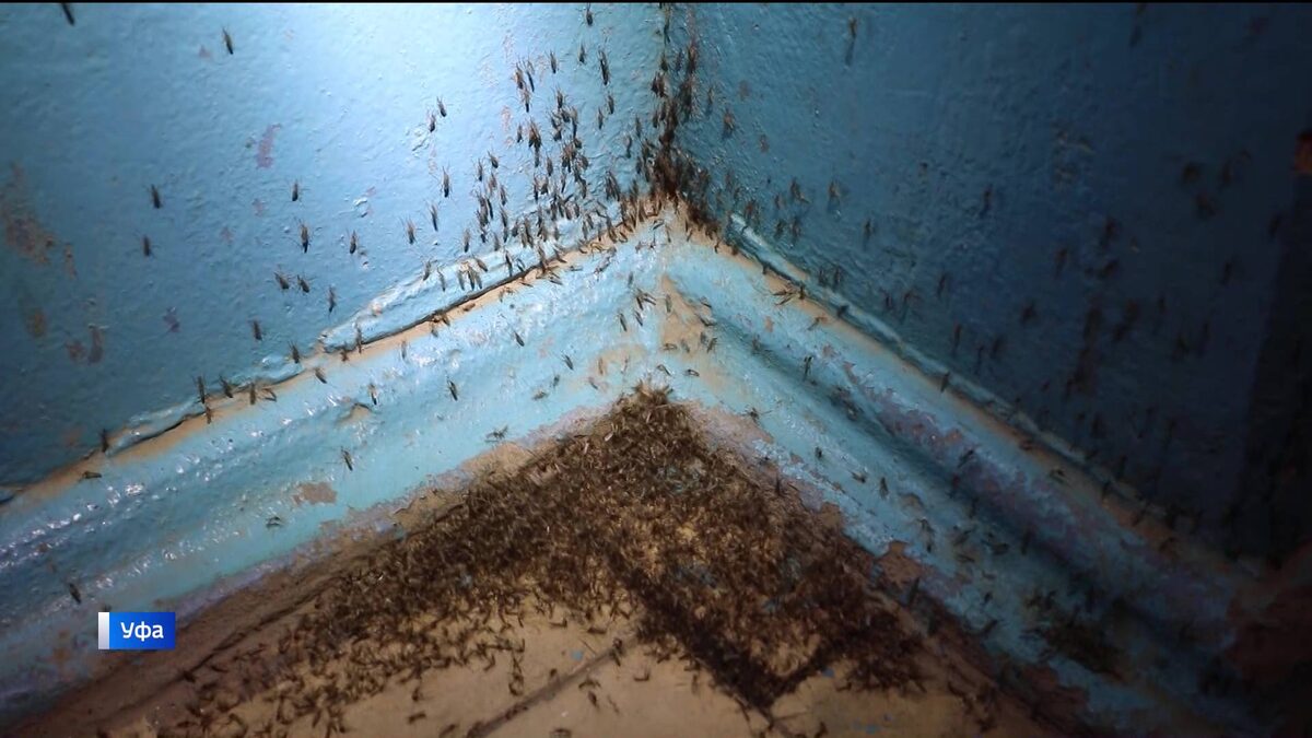    Комары, плесень и смрад: жильцы многоэтажки в Уфе круглый год страдают от нашествия насекомых