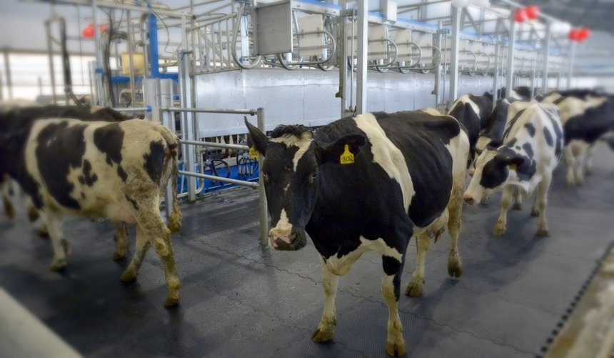 Фото: Пресс-служба минсельхоза Челябинской области