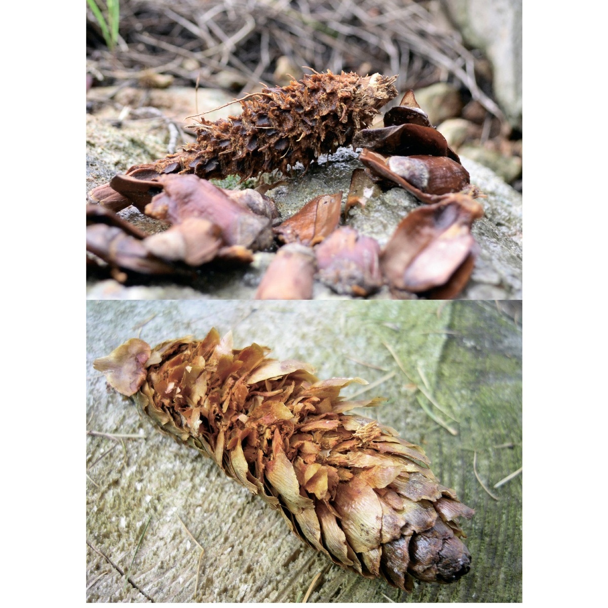 Еловые шишки раздолбанные большим пестрым дятлом Фото: Г. Горман [1]