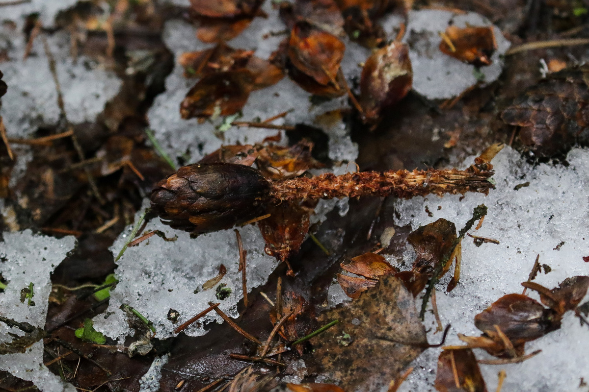 Еловые шишки погрызенные белкой, Фото: Н.А.  Бондарева