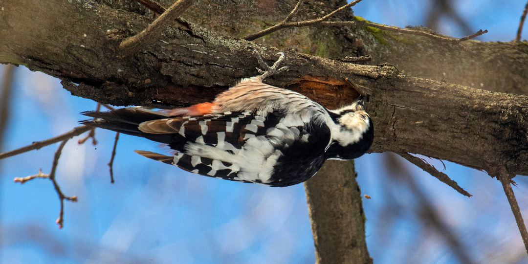Следы жизнедеятельности дятлов