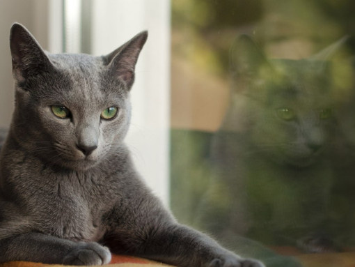 Возраст где то 1-2 года.