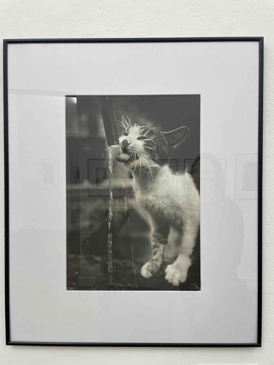 Выставка в этот раз посвящена началу становления фотографии - фото с 1850 по 1980 годы