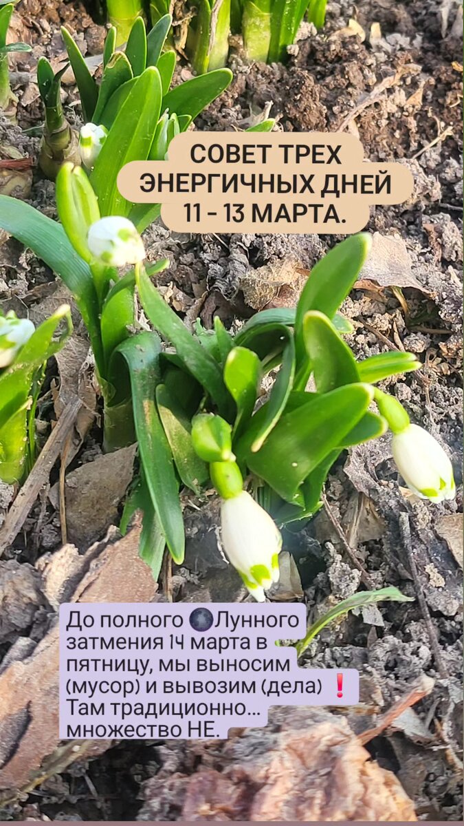 #подснежник