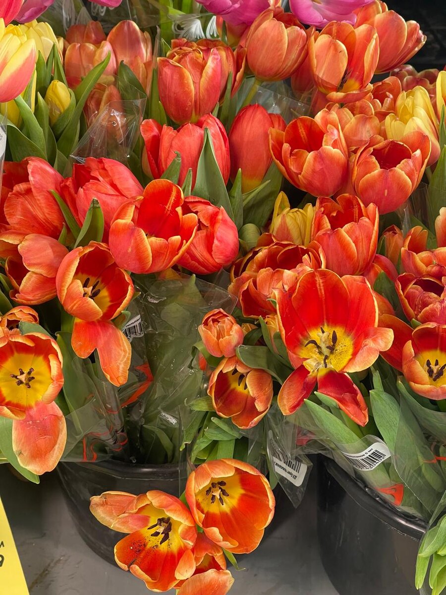 Тюльпаны в магазине Пятёрочка 
