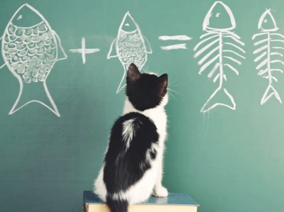 Несколько фактов, доказывающих, что кошки гораздо умнее, чем мы о них думаем