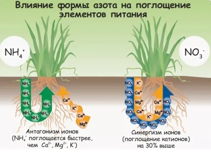https://www.shtampik.com/photo/vliyanie-elementov-na-rasteniya/