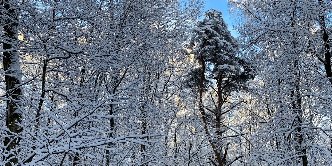 C первым днём нового года поздравляет вас... Бродский