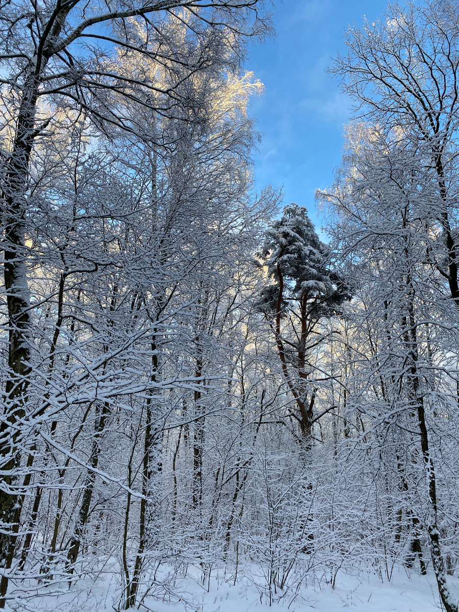 А это вот такая зима у нас в Красногорске – Еленка фотографировала в прошлом уже году)