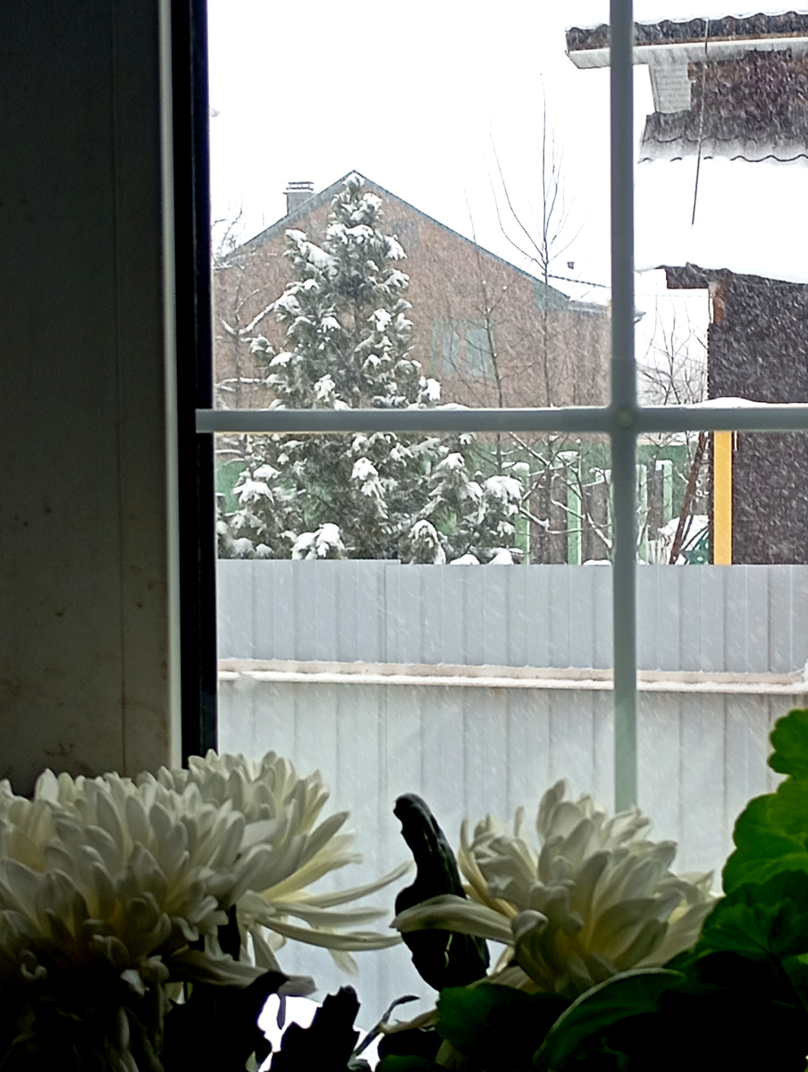 Дома цветы, а за окном снегопад и ели в снегу.