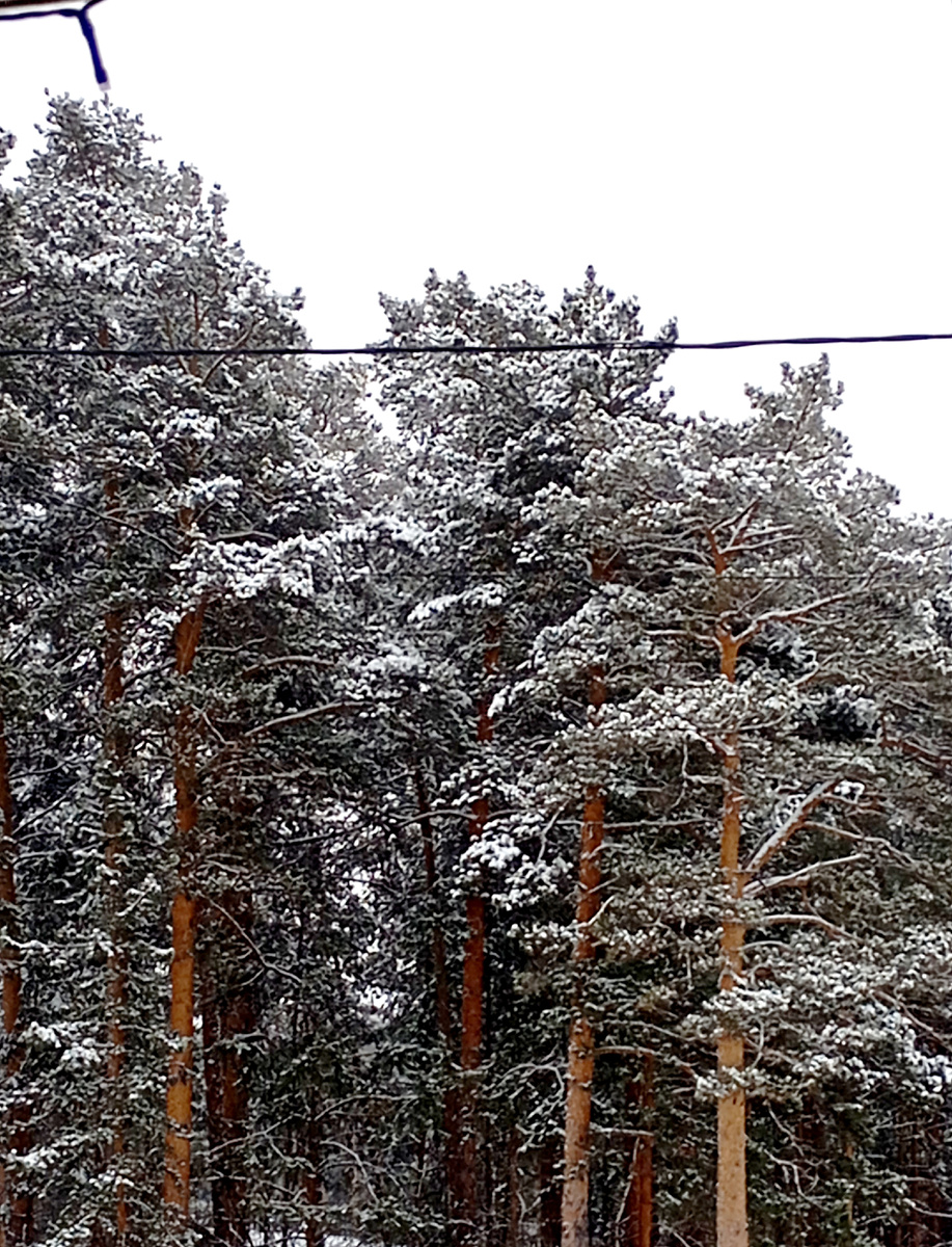 Сосны засыпало снегом