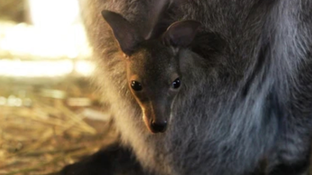    Фото: пресс-служба зоопарка "Лимпопо"