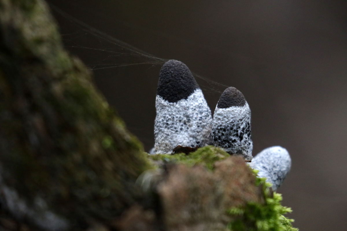 Ксилярия разнообразная (Xylaria polymorpha)