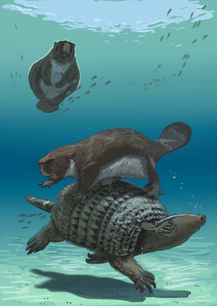 Кастороид и холмесина (броненосец)