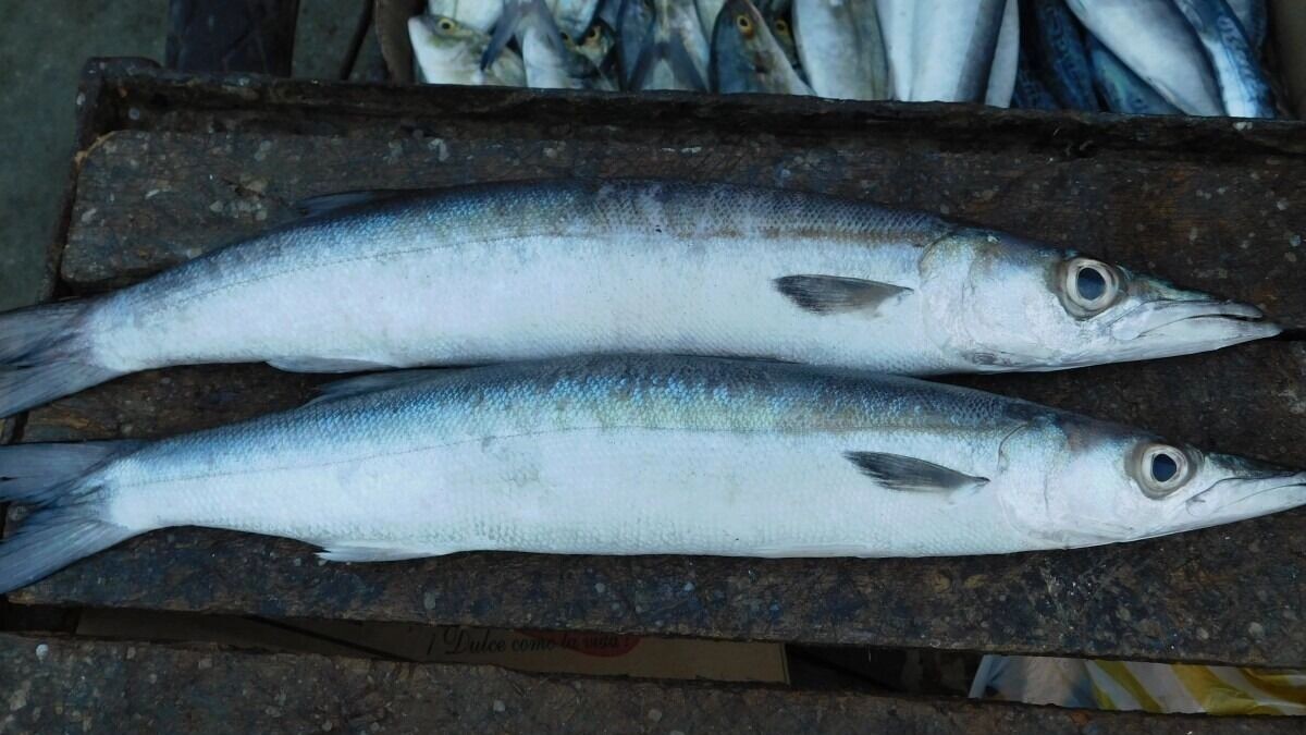     Источник: pxhere.com