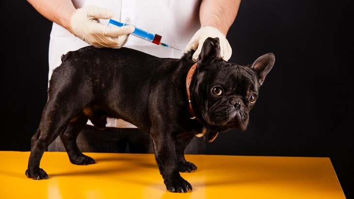 Фото: depositphotos/csakisti