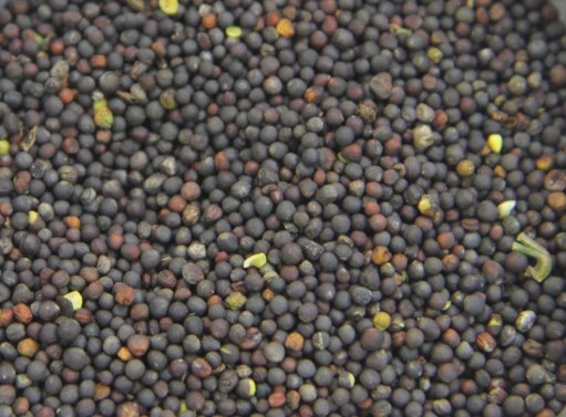 Фото: Управление Россельхознадзора по Красноярскому краю