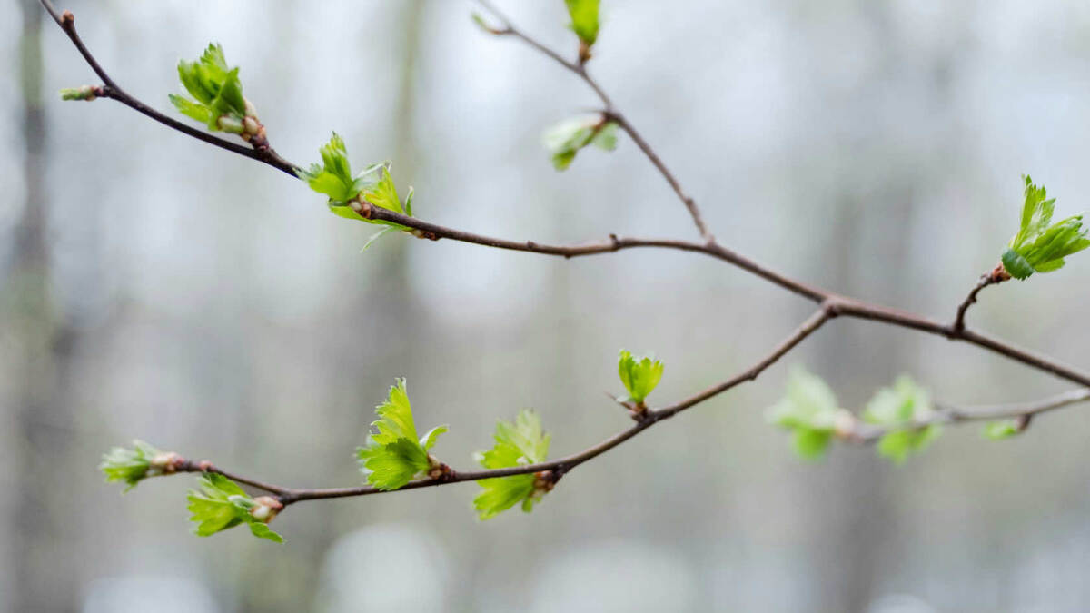 Набухающие почки и первые листочки как символ пробуждения