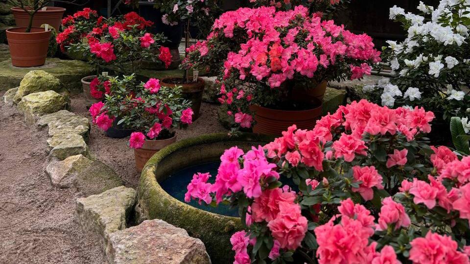    Фото: t.me/botsad_spb_official